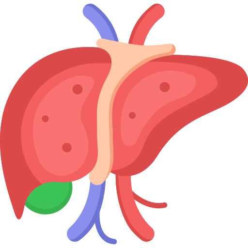 liver
